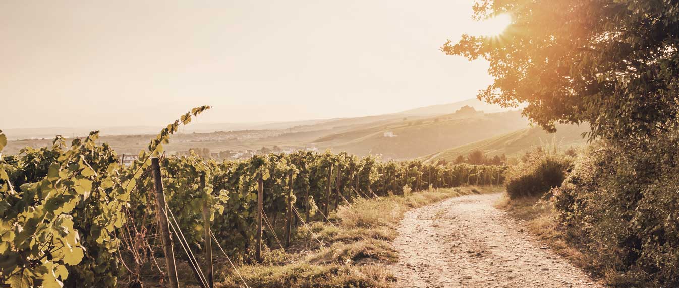 Sonnenaufgang im Weinberg